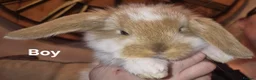 French Lop rabbits for sale: Beautiful French Lops - Advert 5