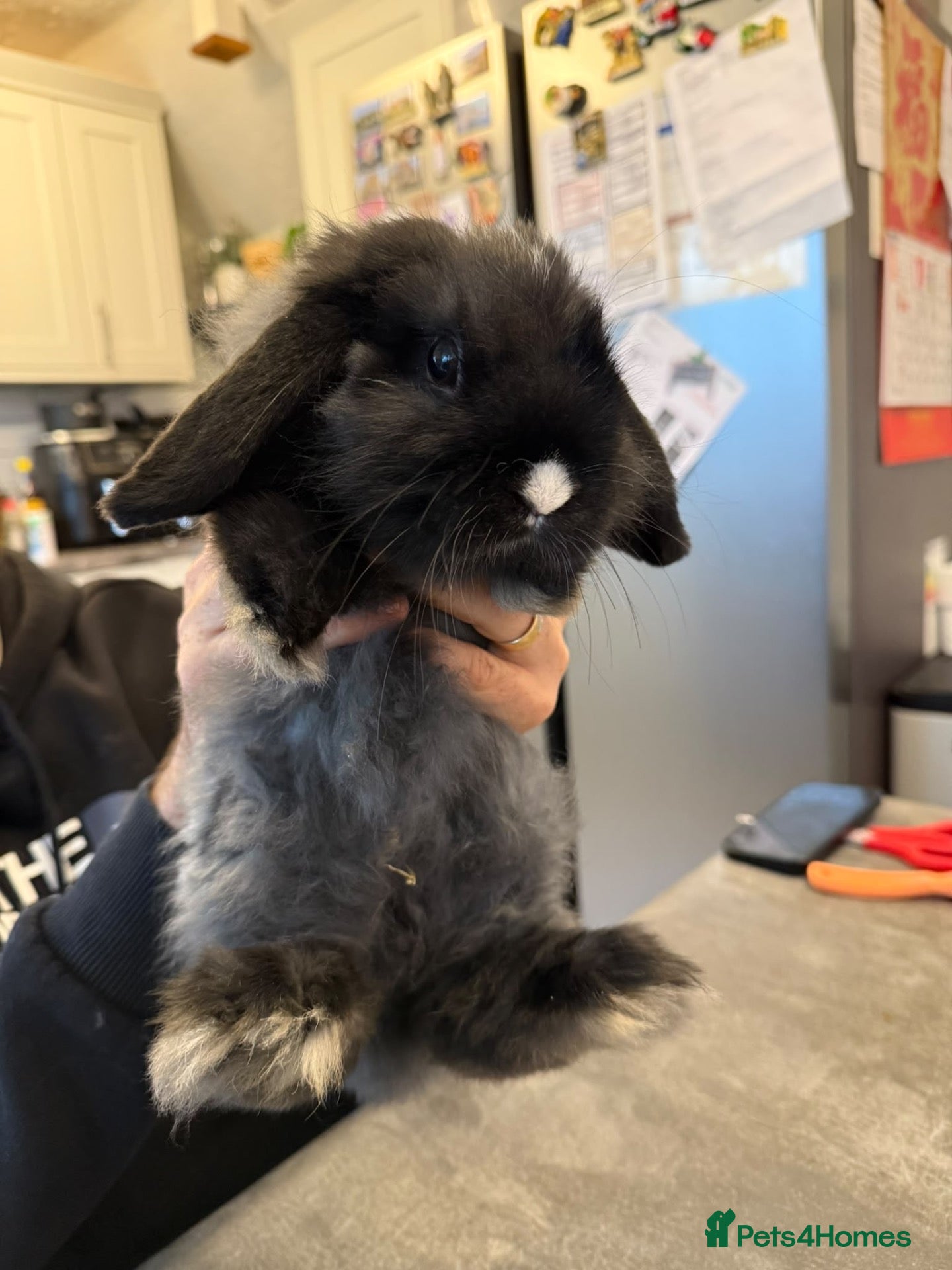 Mini Lop rabbits for sale: Lovely Fluffy Mini Lop - Advert 22