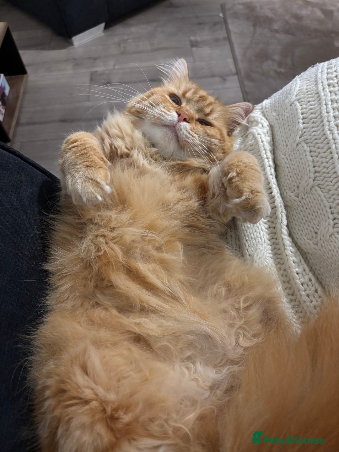 Ragdoll cats for sale: Loving cats  - Advert 4