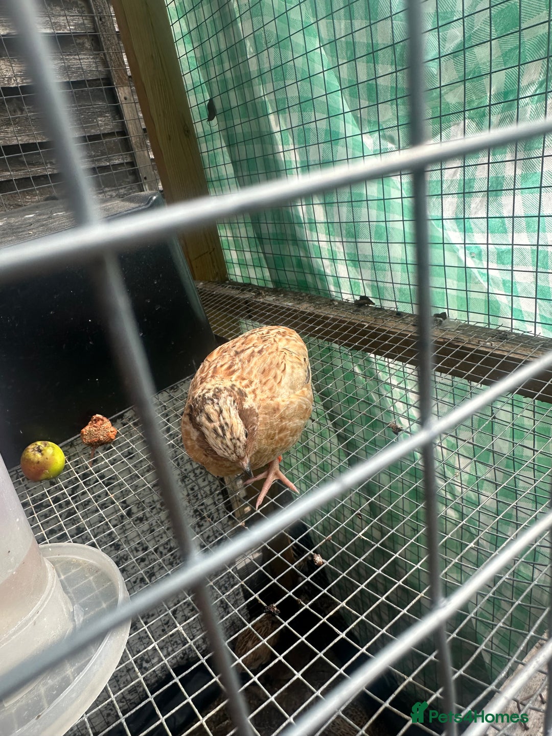 Quail poultry for sale: Quails celedon and italian - Image 6