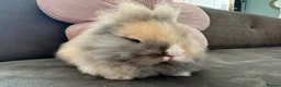 Lionhead rabbits for sale:  Double mane fluffy lion head  - Advert 3