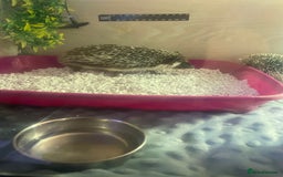 Pygmy Hedgehog rodents for sale: African Pygmy hedgehog and set up 8 months old  - Image 3