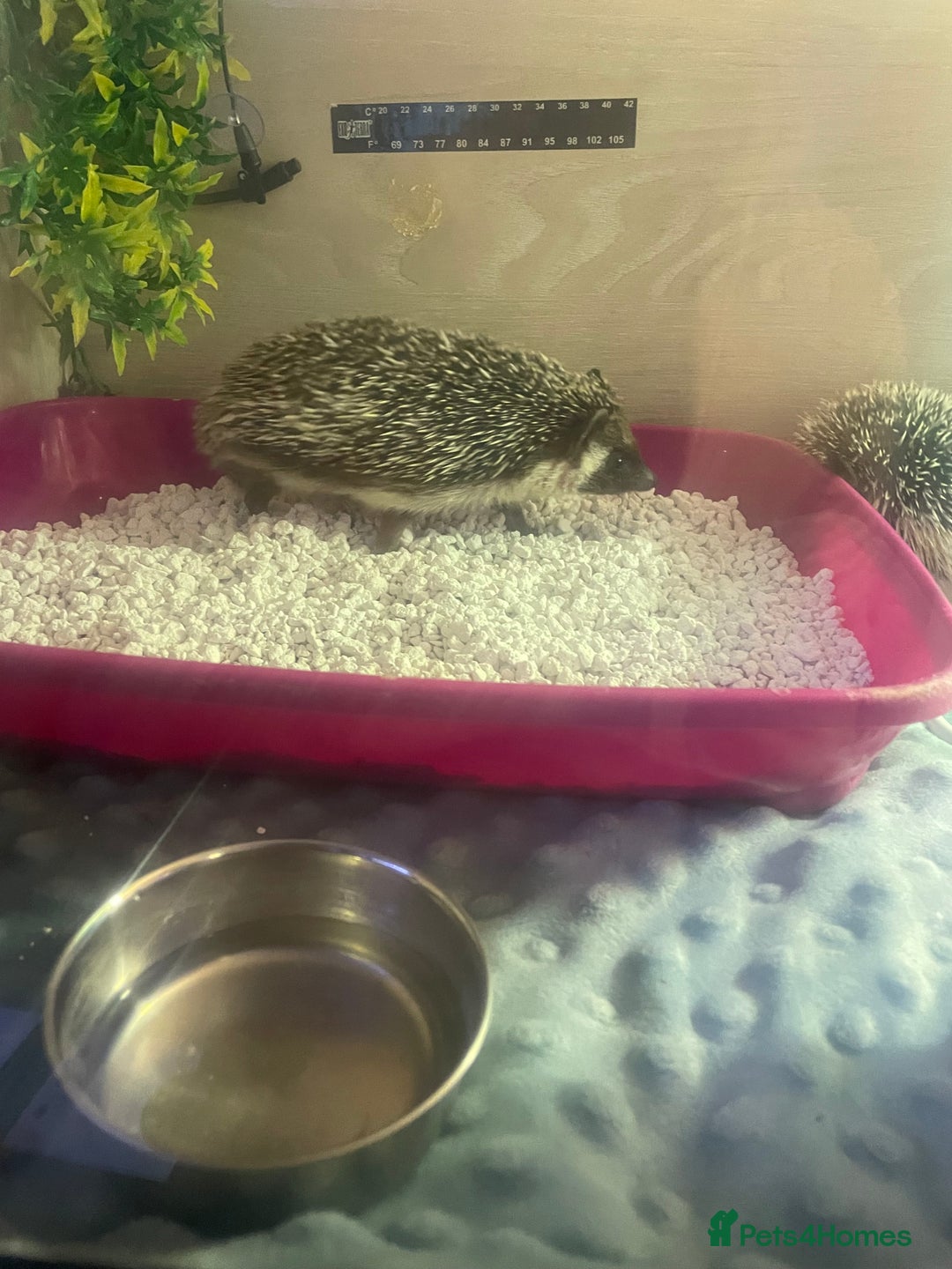 Pygmy Hedgehog rodents for sale: African Pygmy hedgehog and set up 8 months old  - Image 3