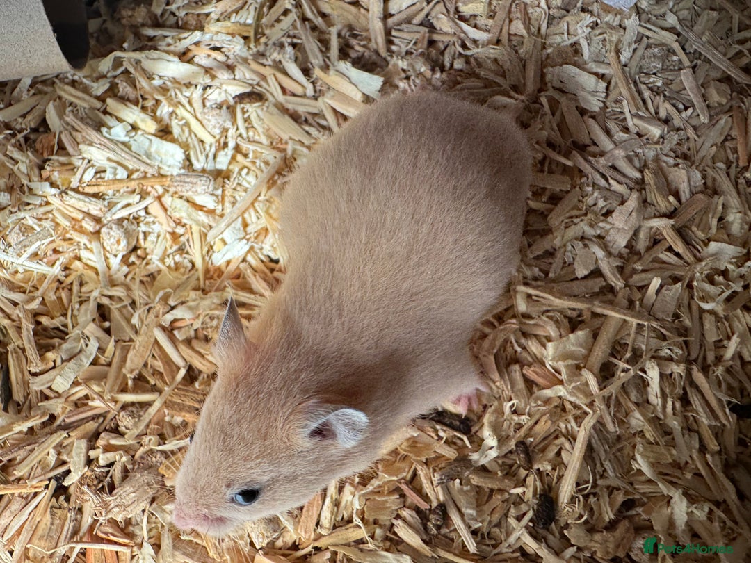 Hamster rodents for sale: Baby syrian hamsters males and females - Image 2