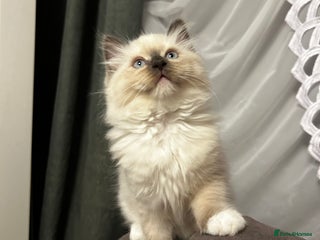 Ragdoll cats 😻 Beautiful Ragdoll Kittens😻 - Advert 16