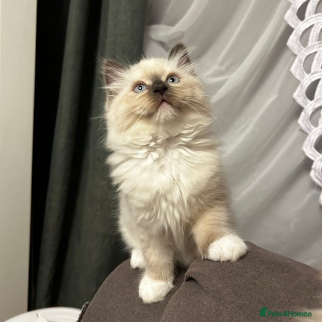 Ragdoll cats 😻 Beautiful Ragdoll Kittens😻 - Advert 6