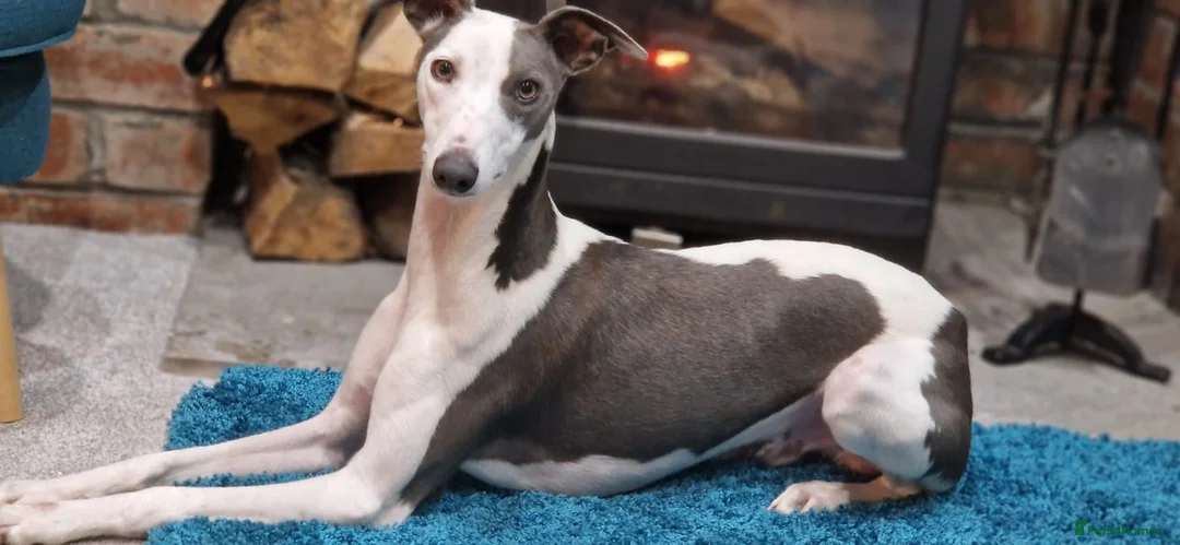 Whippet dogs for stud: Buster  in Workington - Advert 2