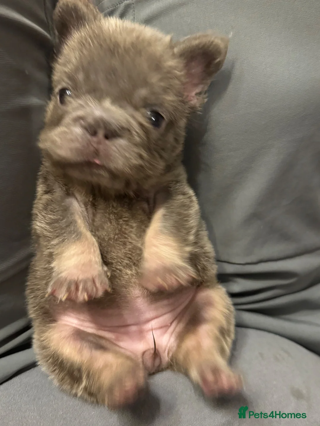 French Bulldog dogs for sale: French bulldog puppy in Lincoln - Advert 5