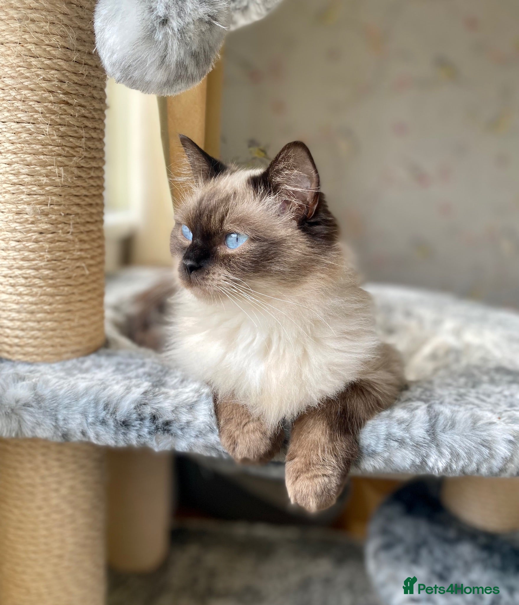 Ragdoll cats Adult female Ragdoll  - Advert 11