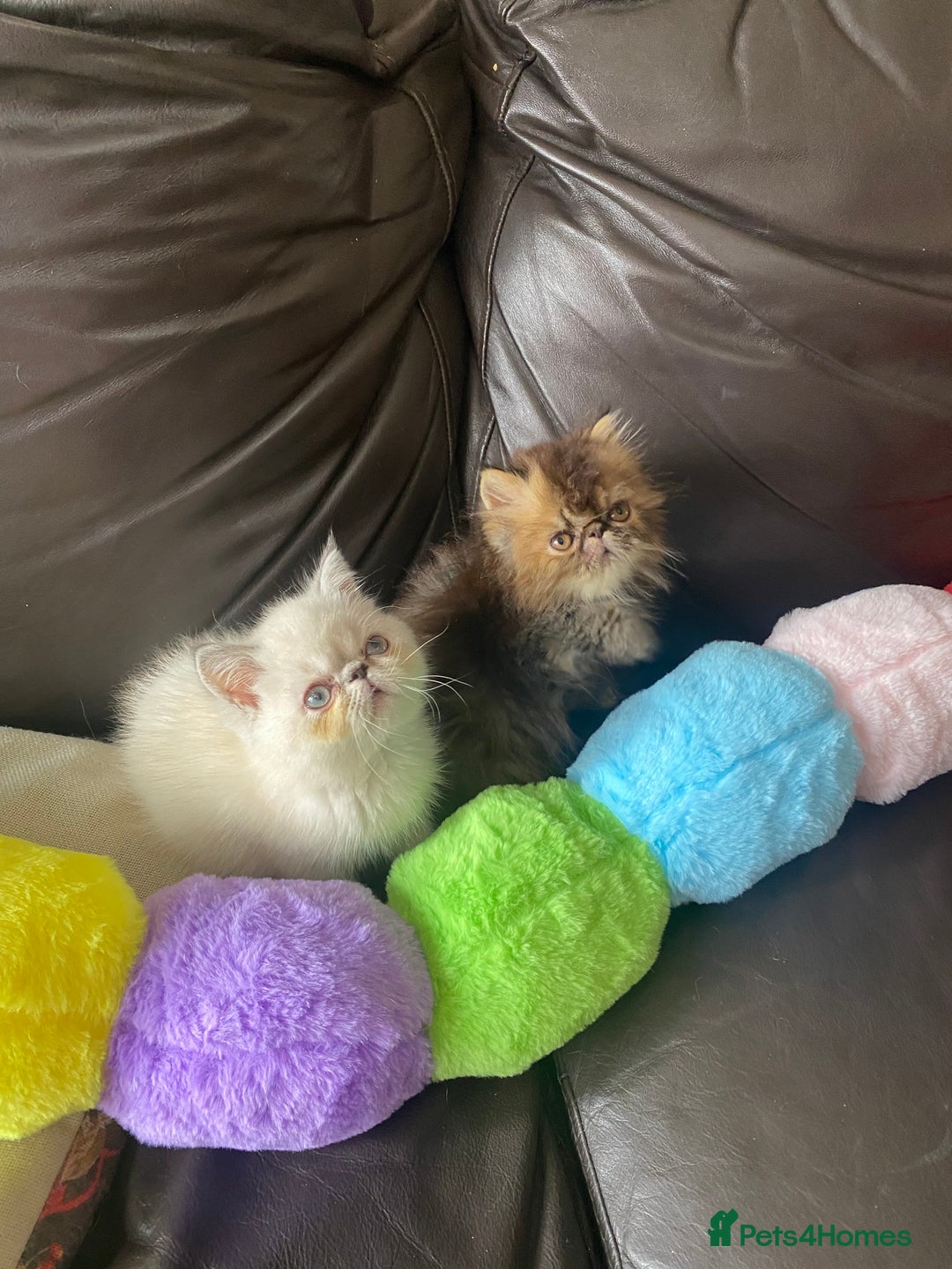 Exotic cats for sale: GCCF REG PKD FREE PEDIGREE EXOTICS - Image 5