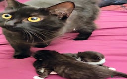 Mixed Breed cats for sale: Black and White Tuxedo kittens - Image 6