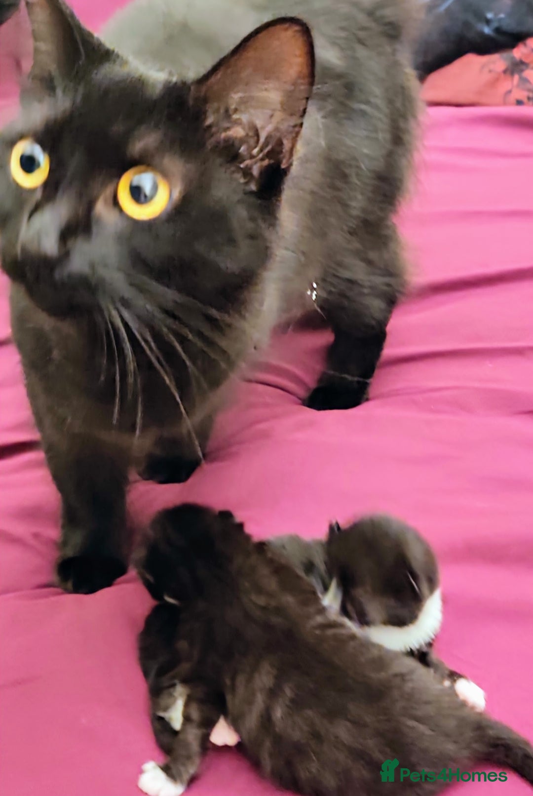 Mixed Breed cats for sale: Black and White Tuxedo kittens - Image 6