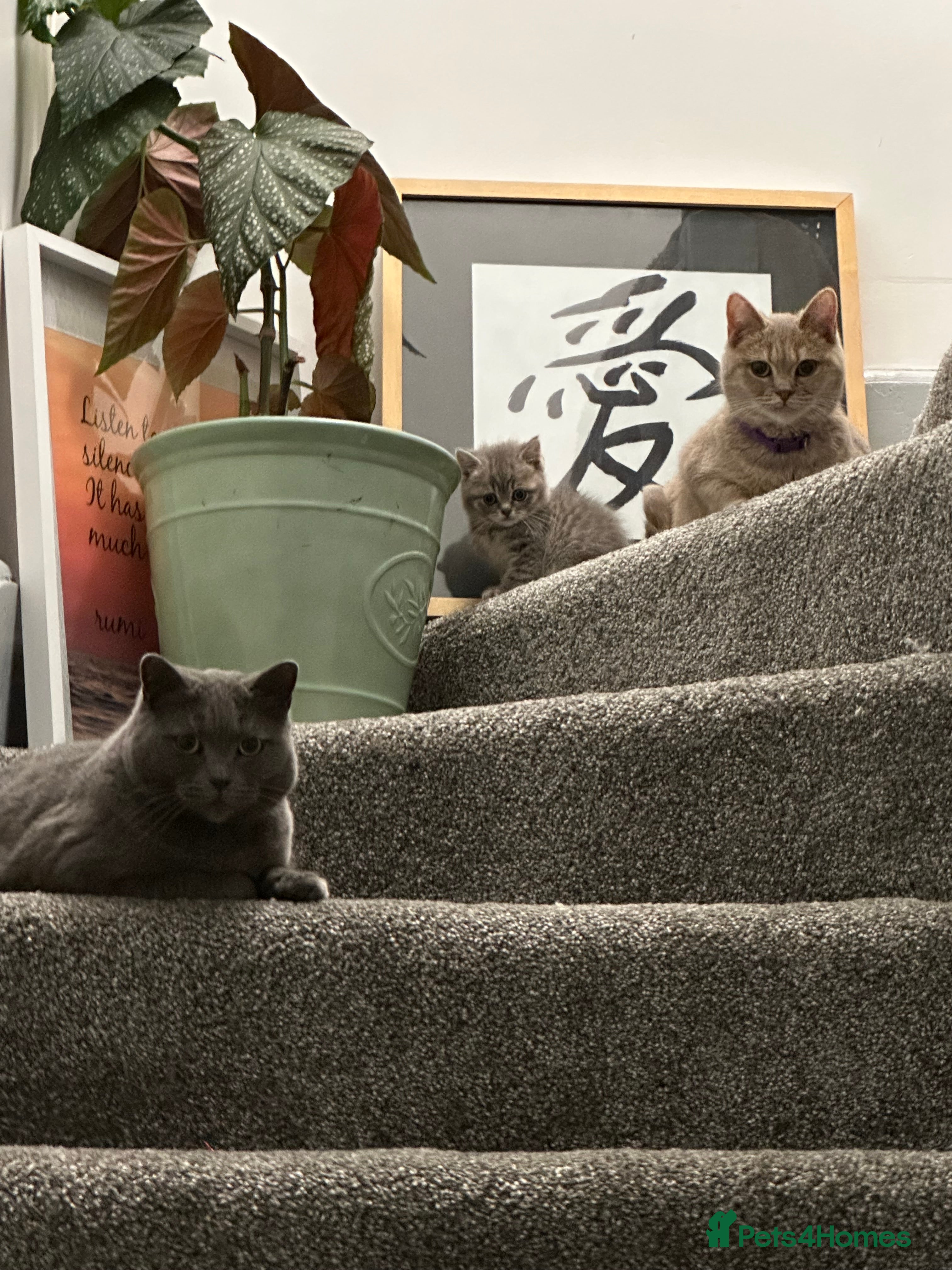 British Shorthair cats Female kitten - Advert 8