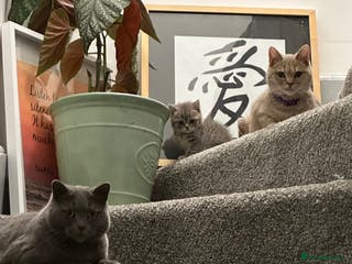 British Shorthair cats Female kitten - Advert 16