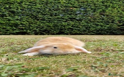 English Lop rabbits for sale: 6 adorable bunnies £60 each ready for a fun home  - Image 16