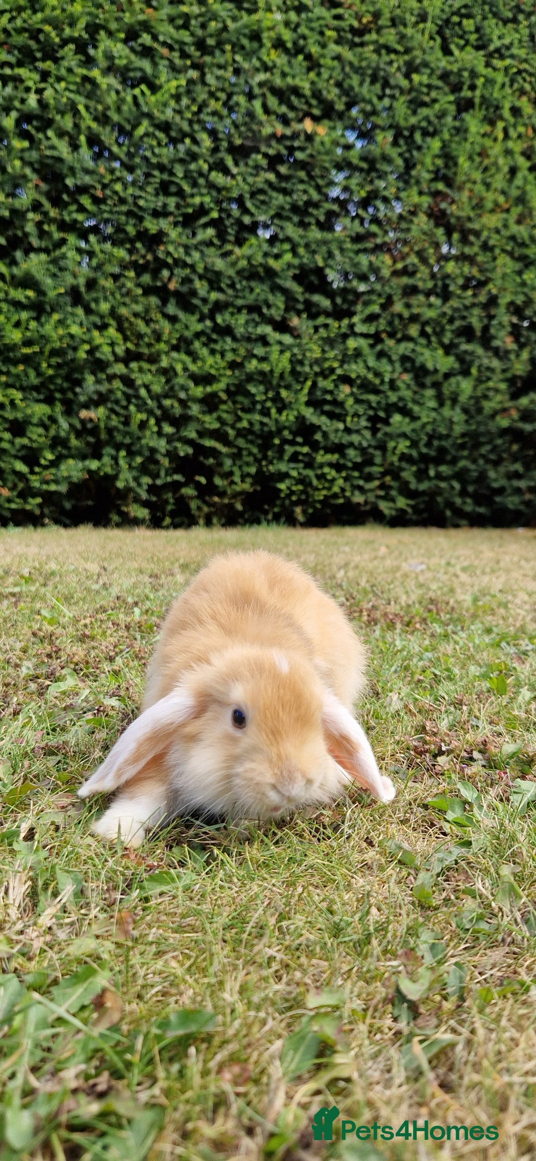 English Lop rabbits for sale: 6 adorable bunnies £60 each ready for a fun home  - Image 16