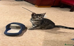 Bengal cats for sale: 4 Bengal cross kittens - Image 7