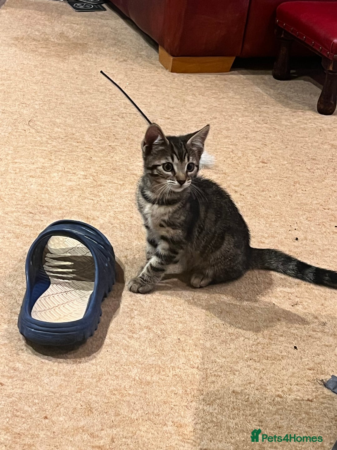 Bengal cats for sale: 4 Bengal cross kittens - Image 7
