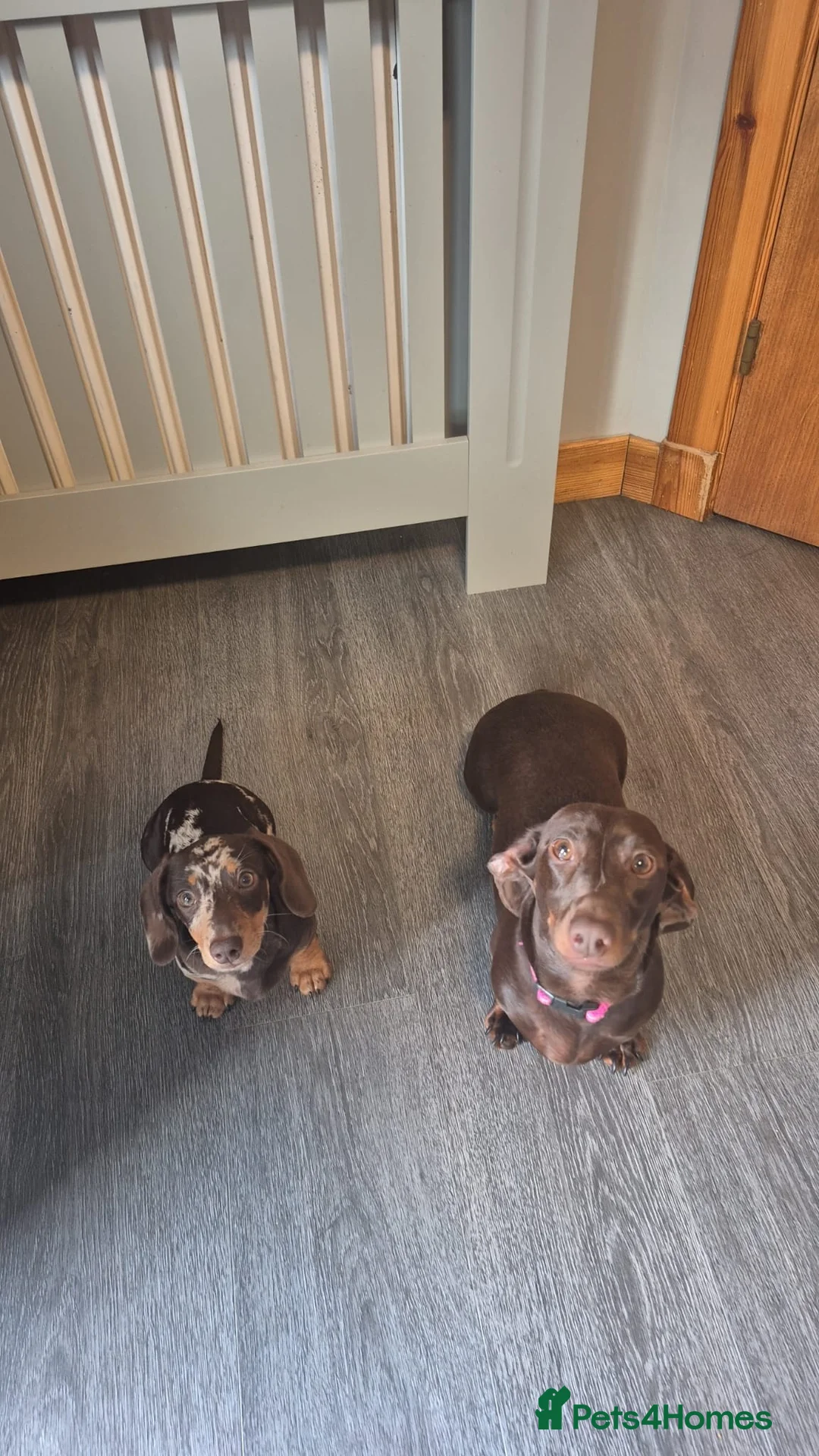 Dachshund dogs for sale: Beautiful Dachshund Puppies. in Elgin - Advert 1