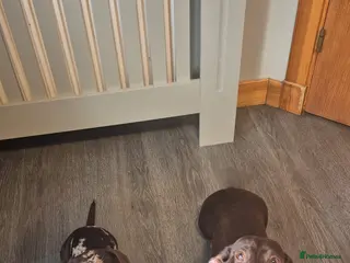 Dachshund dogs Beautiful Dachshund Puppies. - Advert 6