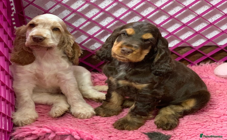 Cocker Spaniel dogs - Advert 1