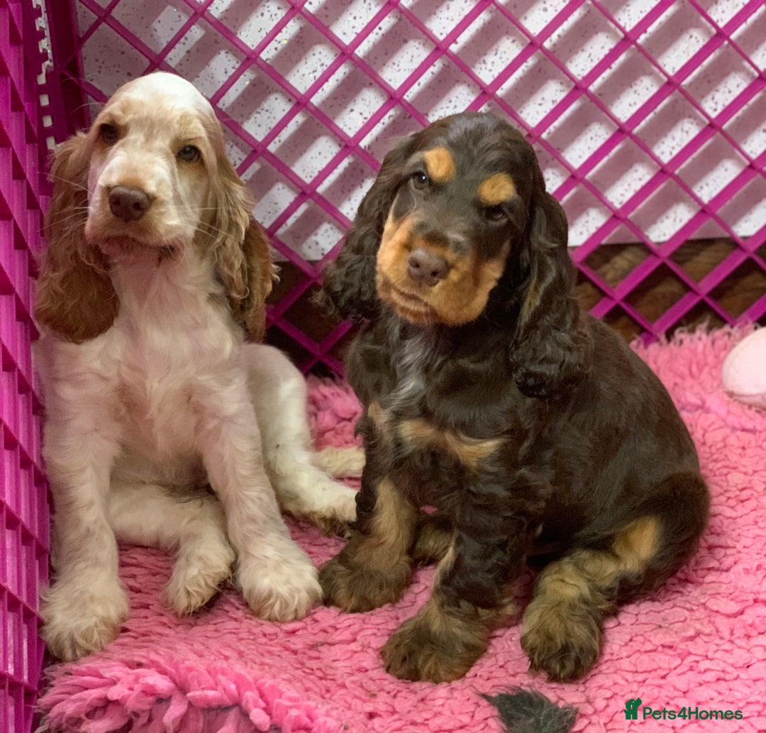 Cocker Spaniel dogs for sale: 5* LICENSED READY KC SHOW H/TESTED PUPPIES  - Image 5