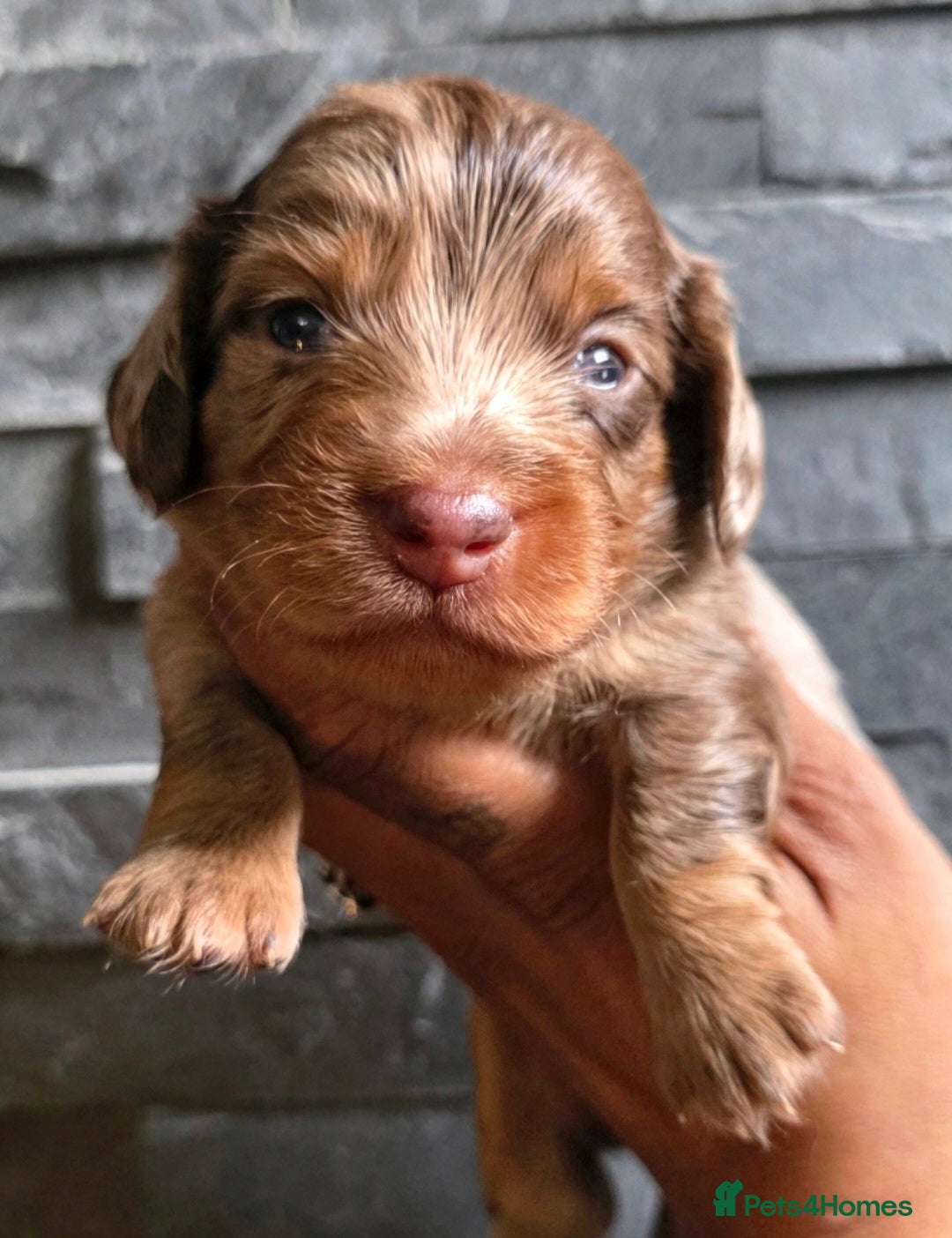 Miniature Dachshund dogs True Long Hair Minature Dachshunds - Advert 7