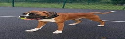Boxer dogs for stud: PROVEN KC REGISTERED BOXER STUD - Red Flashy Male in London - Advert 4