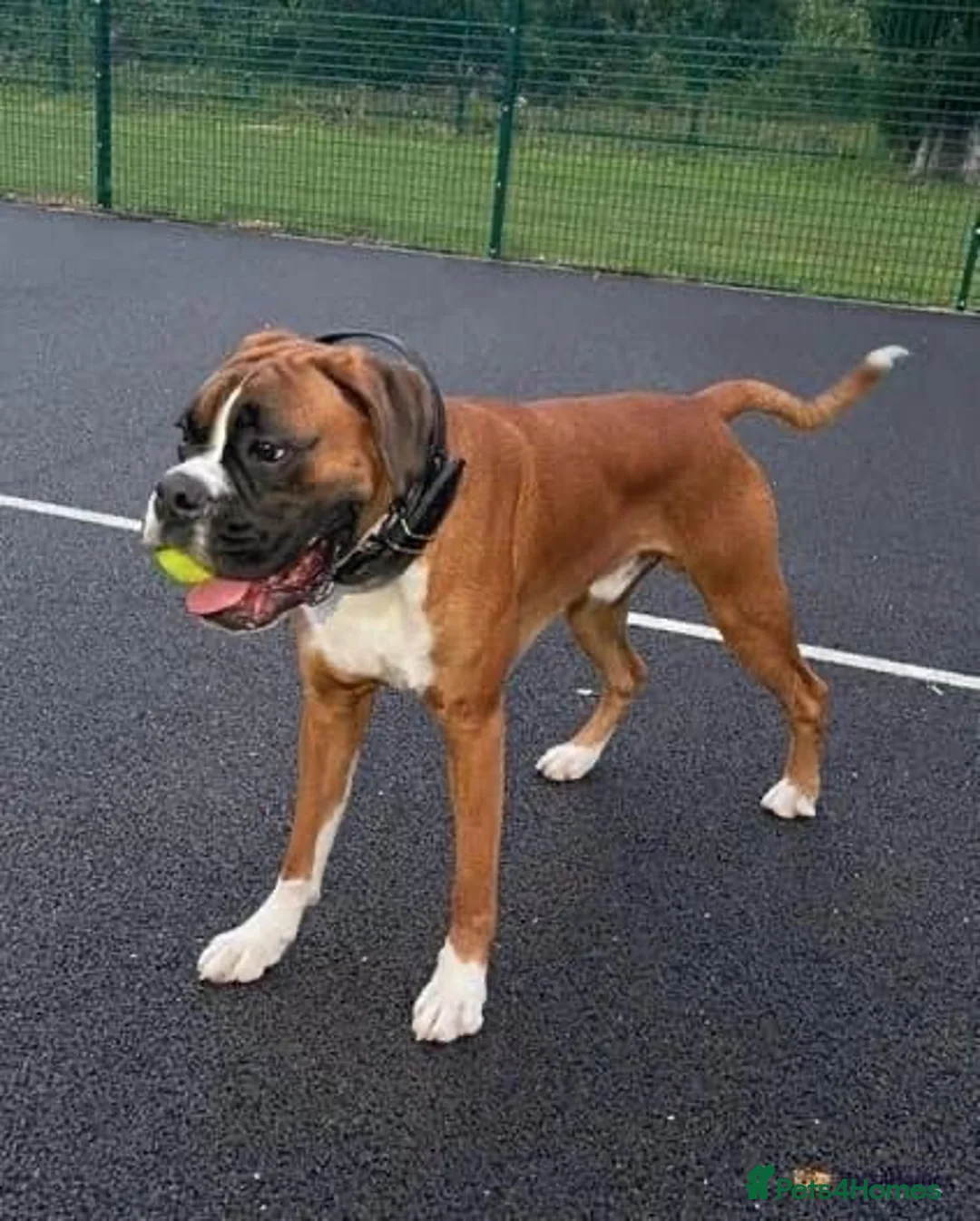 Boxer dogs for stud: PROVEN KC REGISTERED BOXER STUD - Red Flashy Male in London - Advert 4
