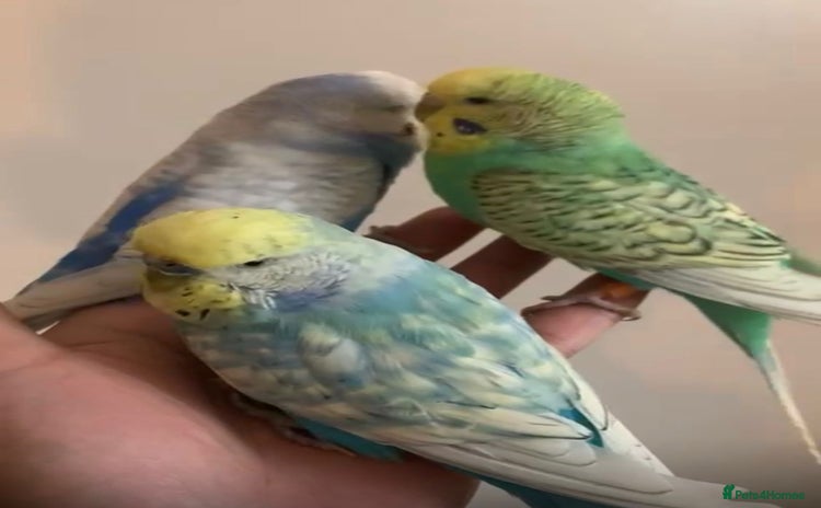 Budgerigars birds - Advert 18
