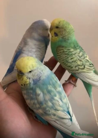 Budgerigars birds - Advert 6