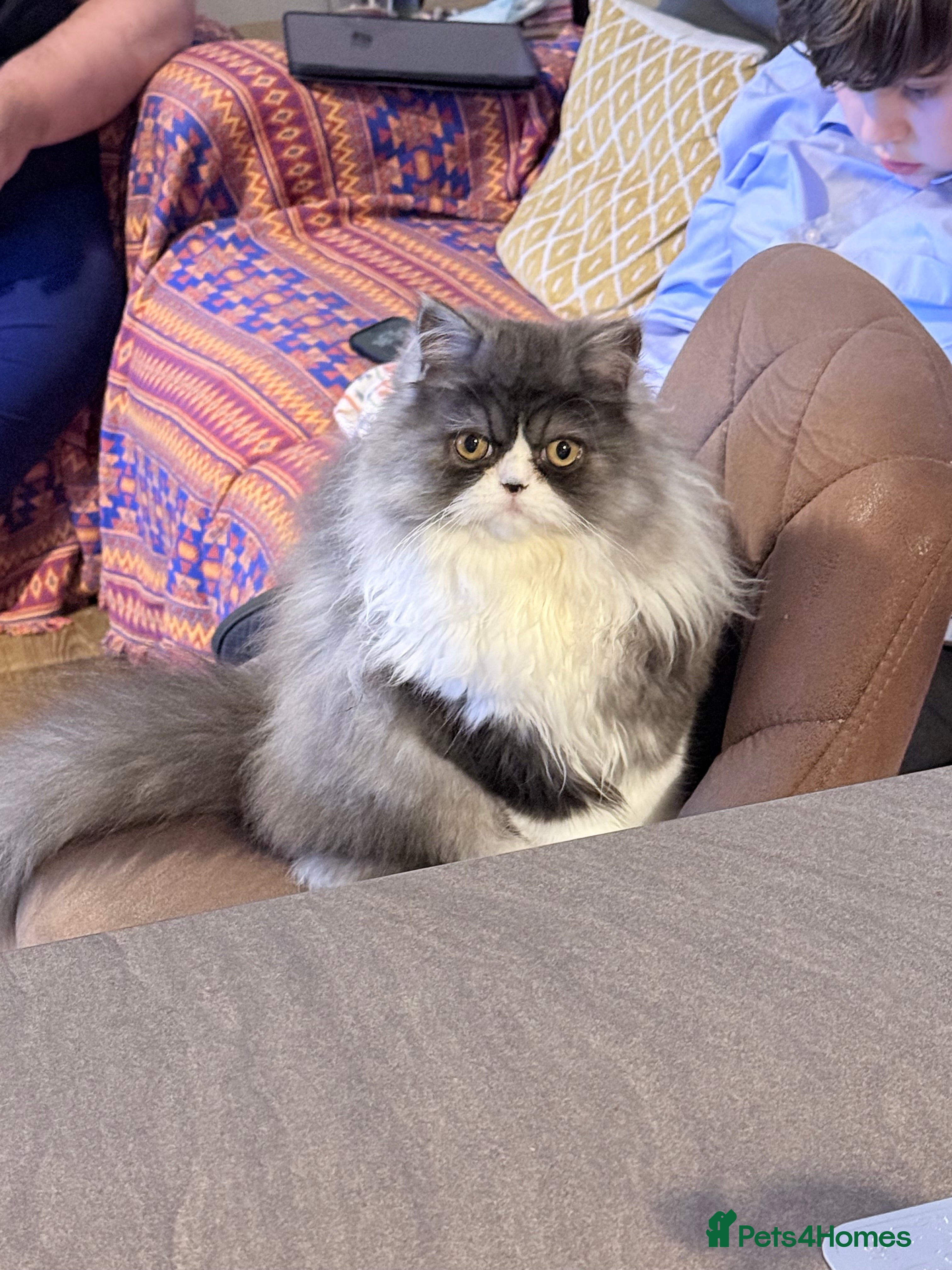 Persian cats Female Persian  - Advert 2