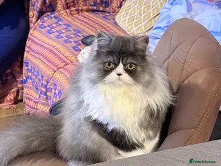 Persian cats Female Persian - Advert 1