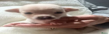 Chihuahua 5