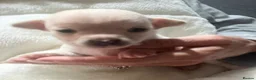 Chihuahua dogs for sale: Stunning litter of chi pups!  - Advert 11