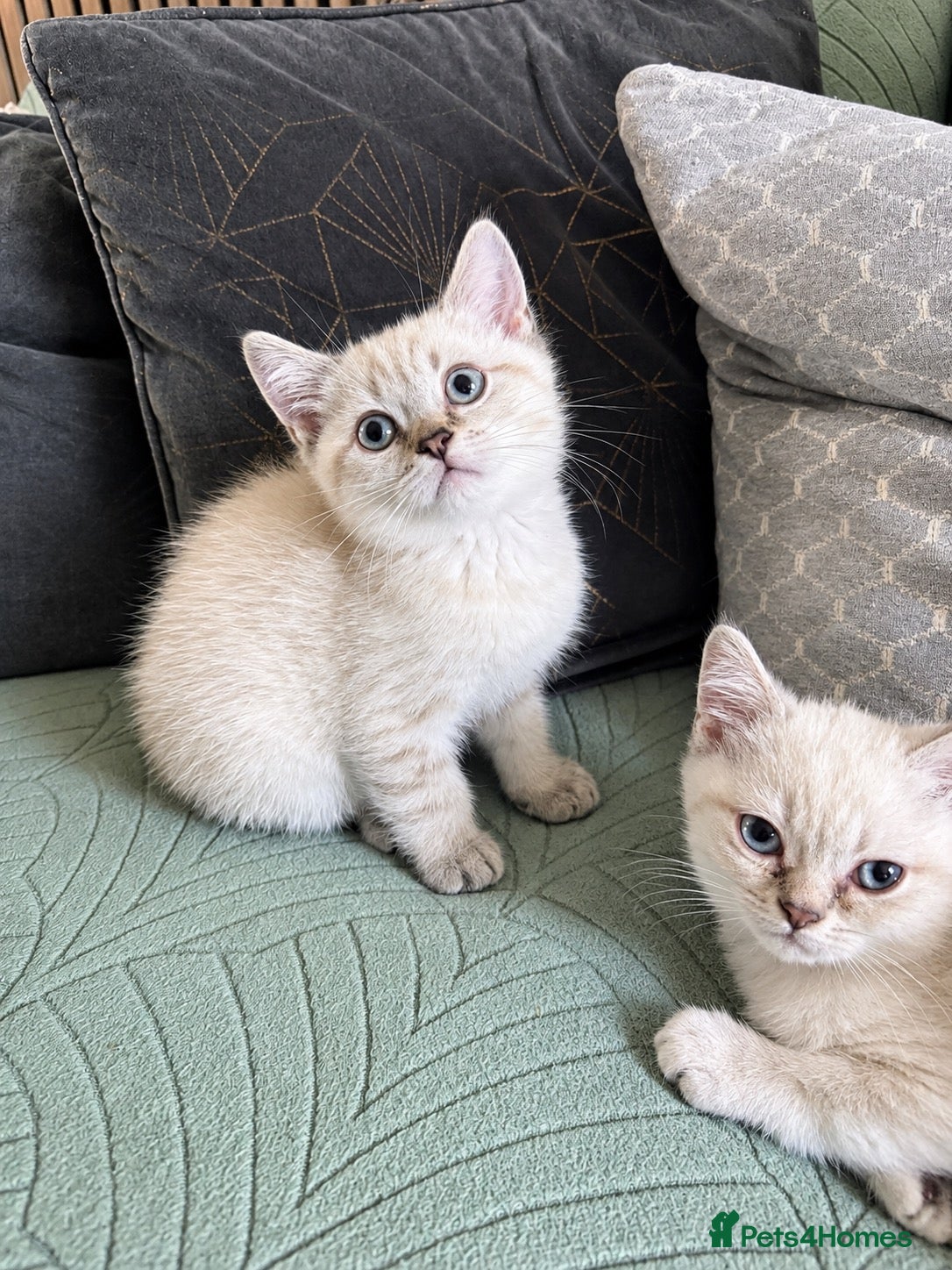 British Shorthair cats 🐾 Beautiful British Shorthair Kittens for Sale - Advert 2