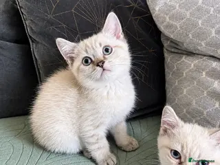 British Shorthair cats 🐾 Beautiful British Shorthair Kittens for Sale - Advert 2
