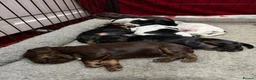 Cocker Spaniel dogs for sale: Outstanding Quality Puppies- Cocker Spaniel  in Slough - Advert 22