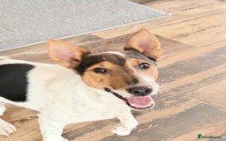 Fox Terrier dogs for adoption: Sweet Mizzo looking for LOVE - Image 2