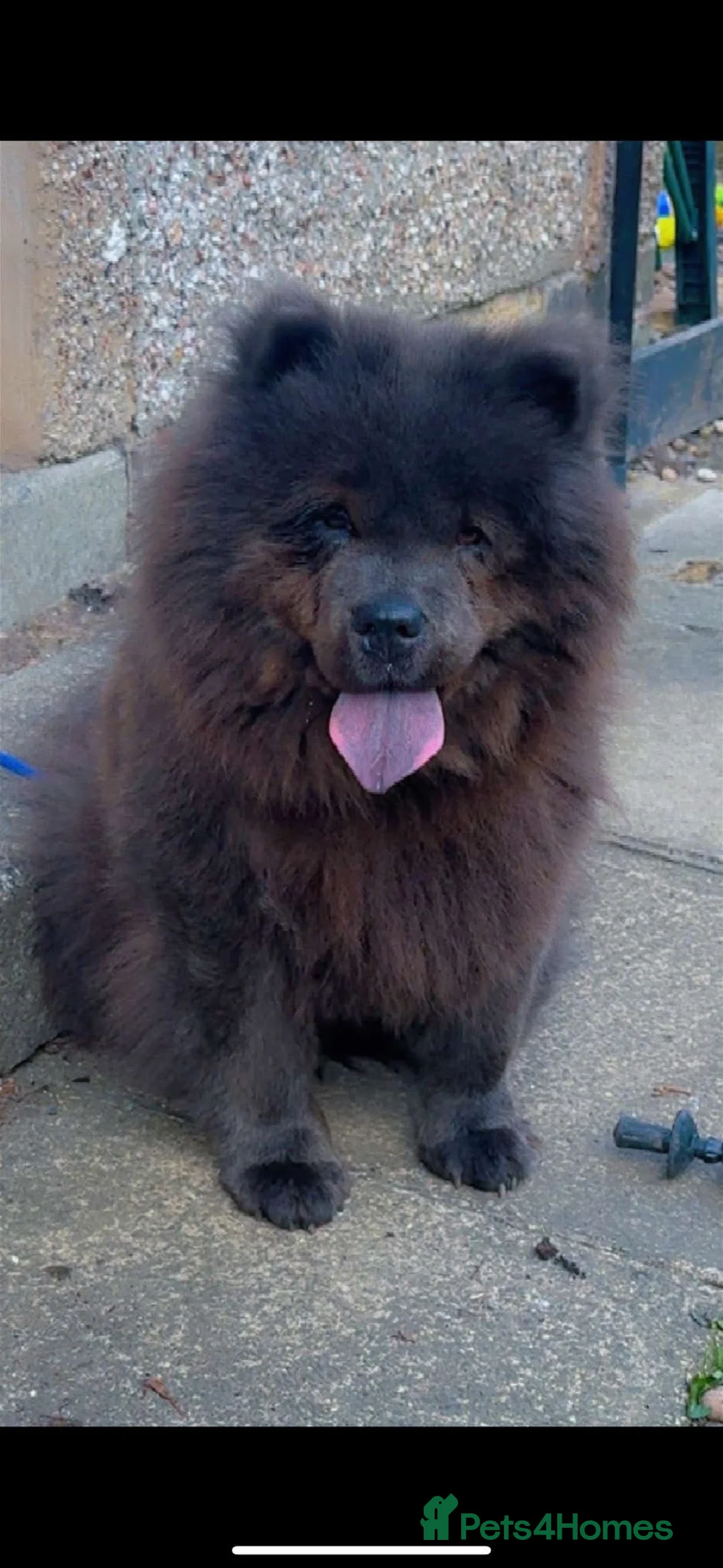 Chow Chow dogs for sale: BITCH CHOW CHOW. GREAT WITH KIDS 5 YEARS OLD.  in Bradford - Advert 2