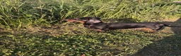 Miniature Dachshund dogs for stud: RIO — Proven Miniature Smooth Haired Dach Stud - Advert 8