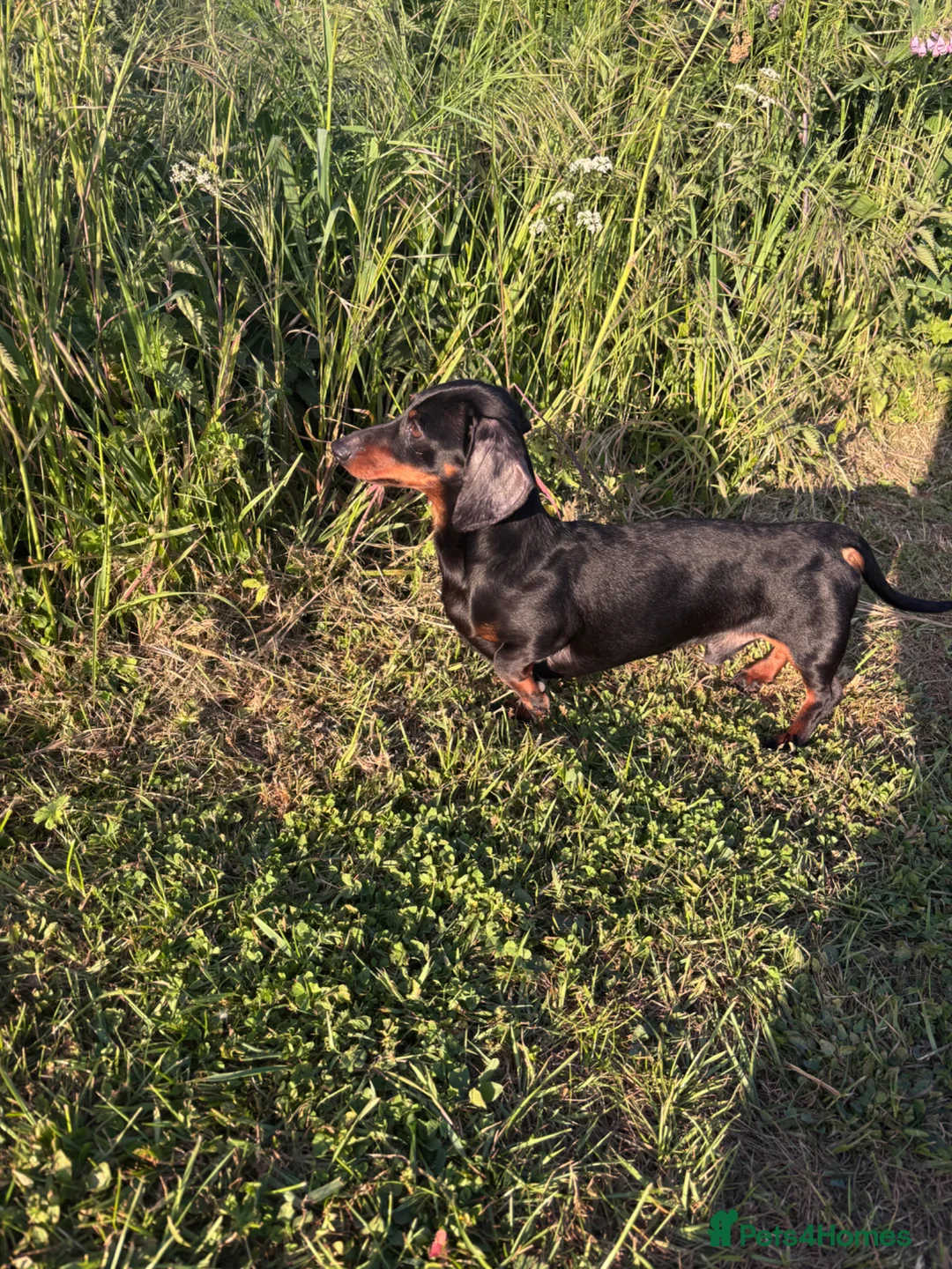 Miniature Dachshund dogs for stud: RIO — Proven Miniature Smooth Haired Dach Stud - Advert 8