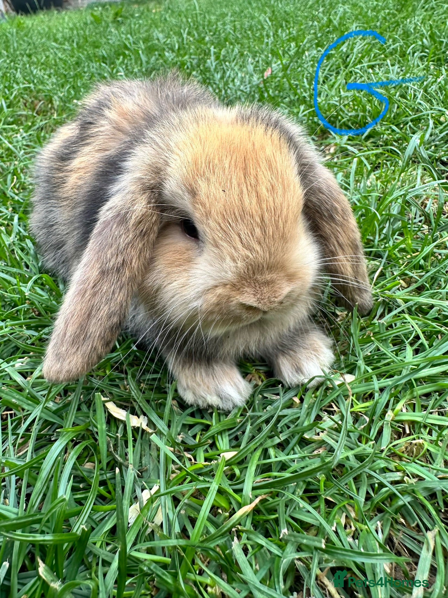 Mini Lop rabbits Mini Lop Rabbits For Sale  - Advert 2