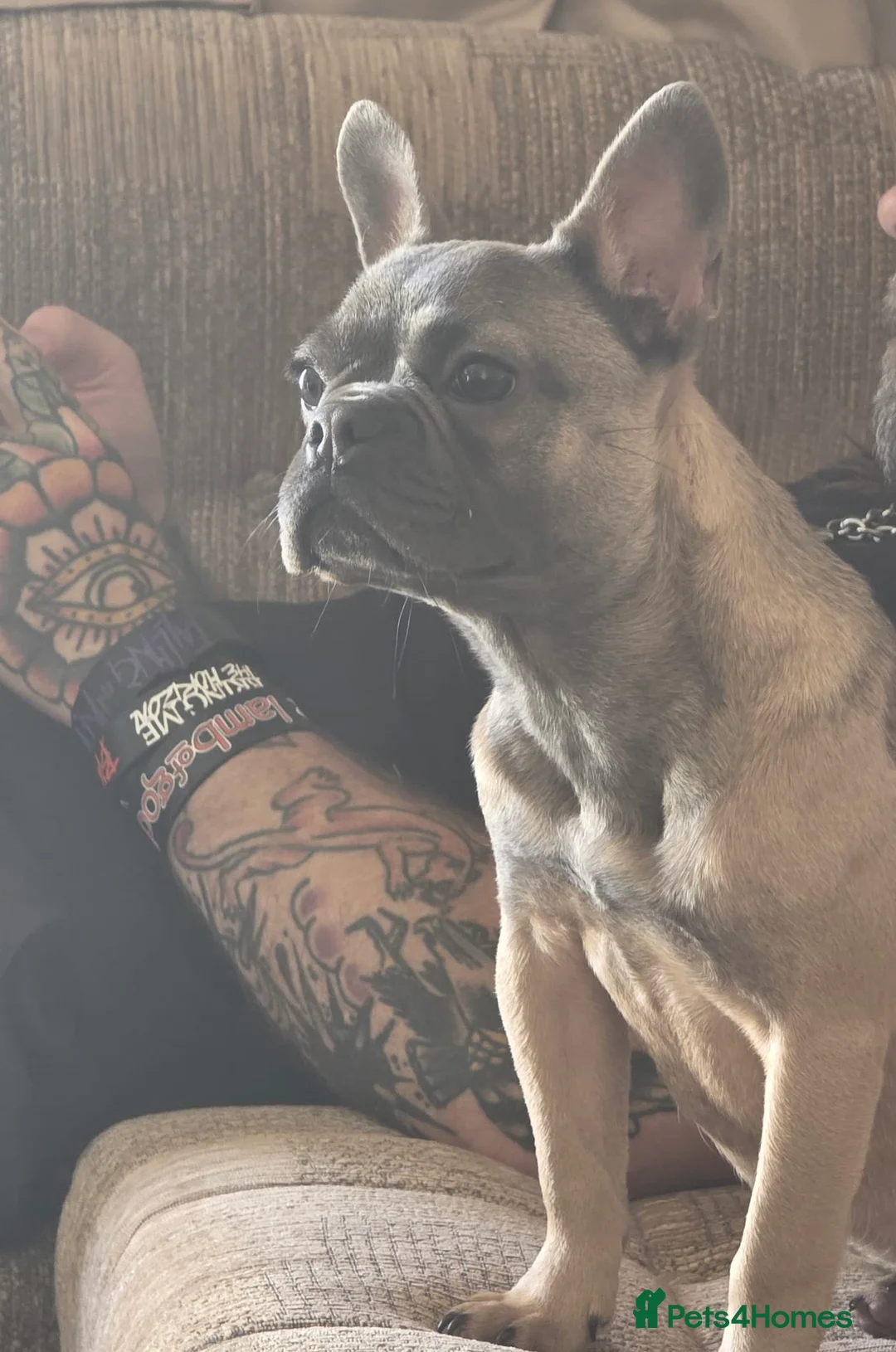 French Bulldog dogs for sale: French bulldog pup - Advert 4