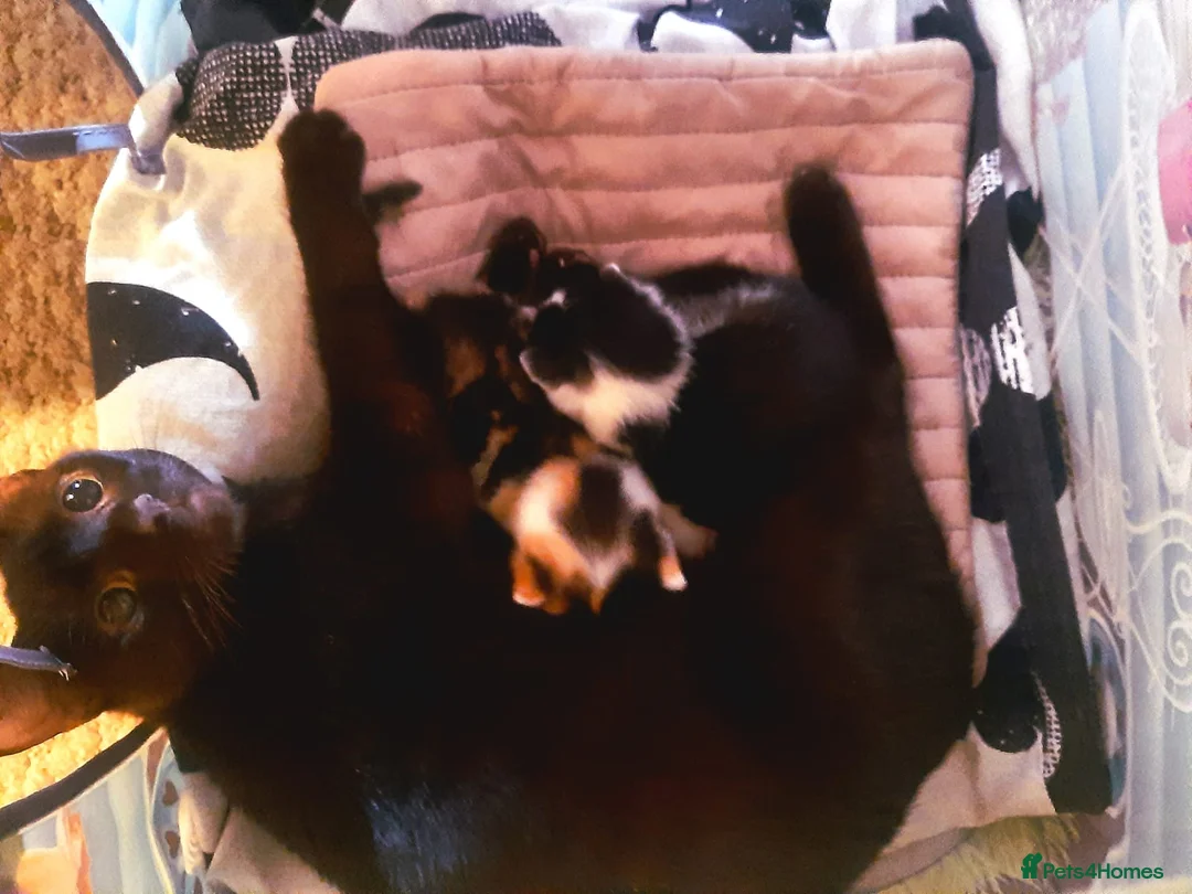 British Shorthair cats for sale: Two kittens for sale 1 male 1 female  - Advert 2