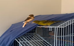 Canaries birds for sale: Harlequin canary  - Image 9