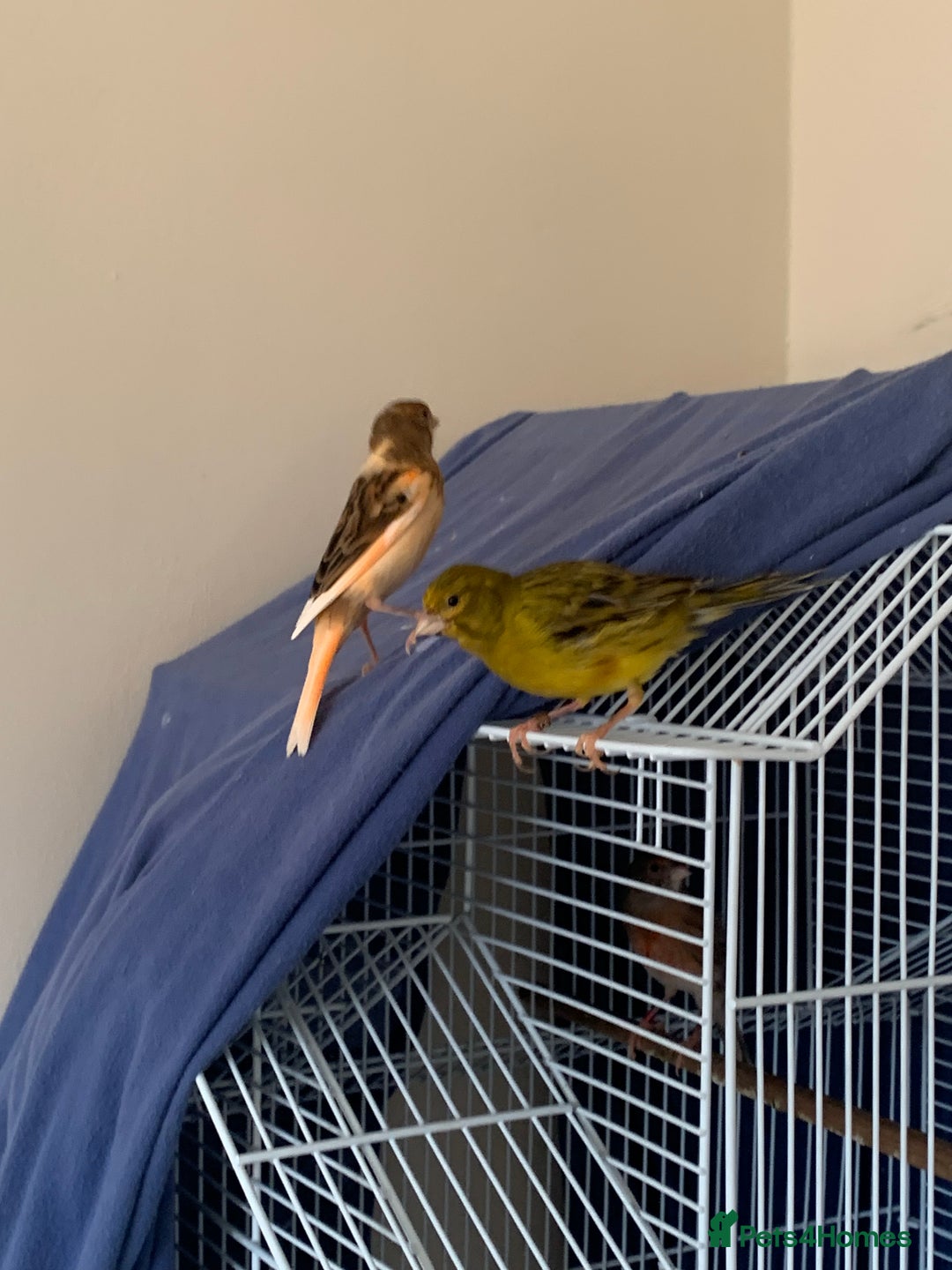 Canaries birds for sale: Harlequin canary  - Image 9