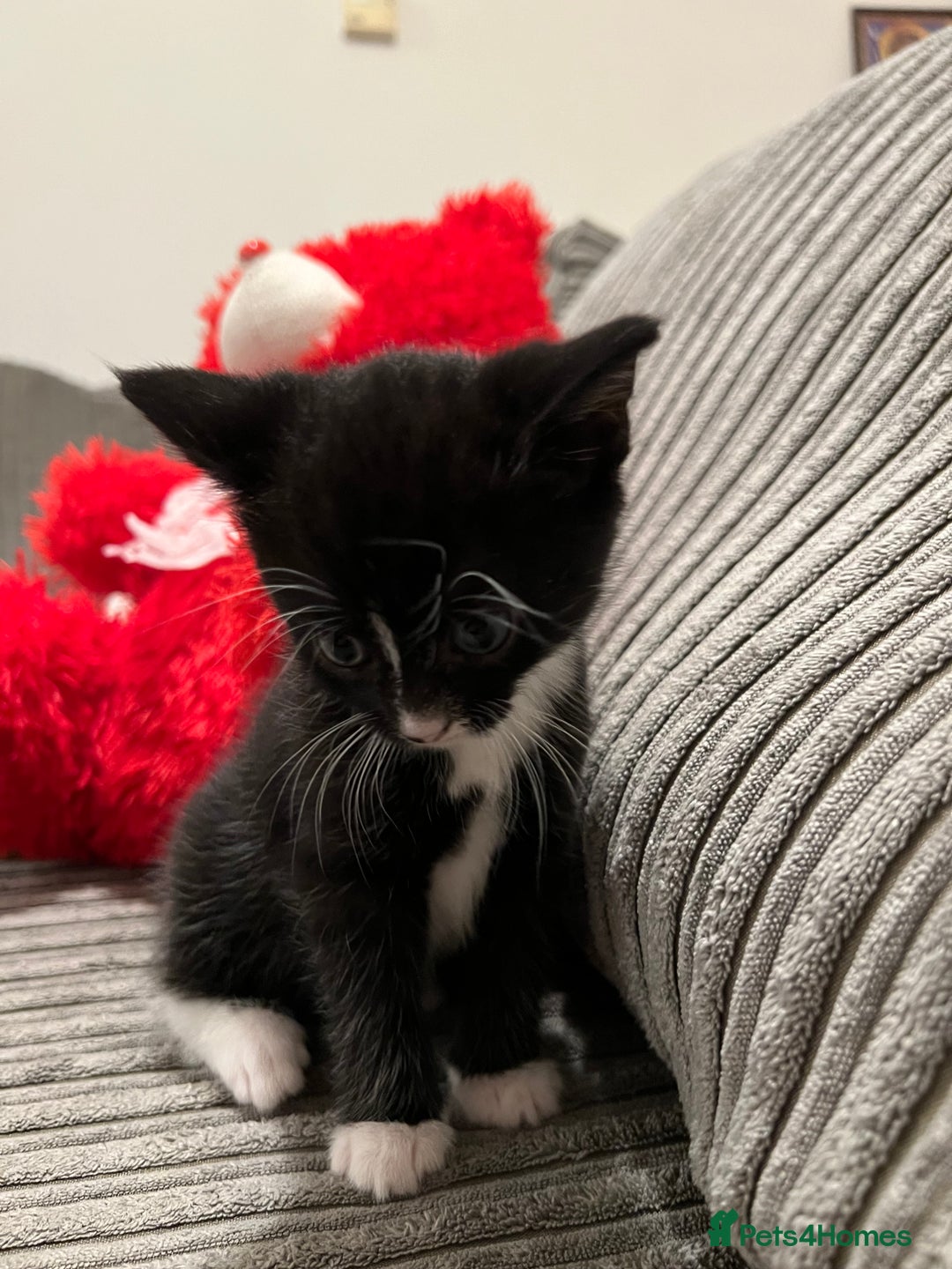 Domestic Shorthair cats for sale: Ekaterine  - Image 7