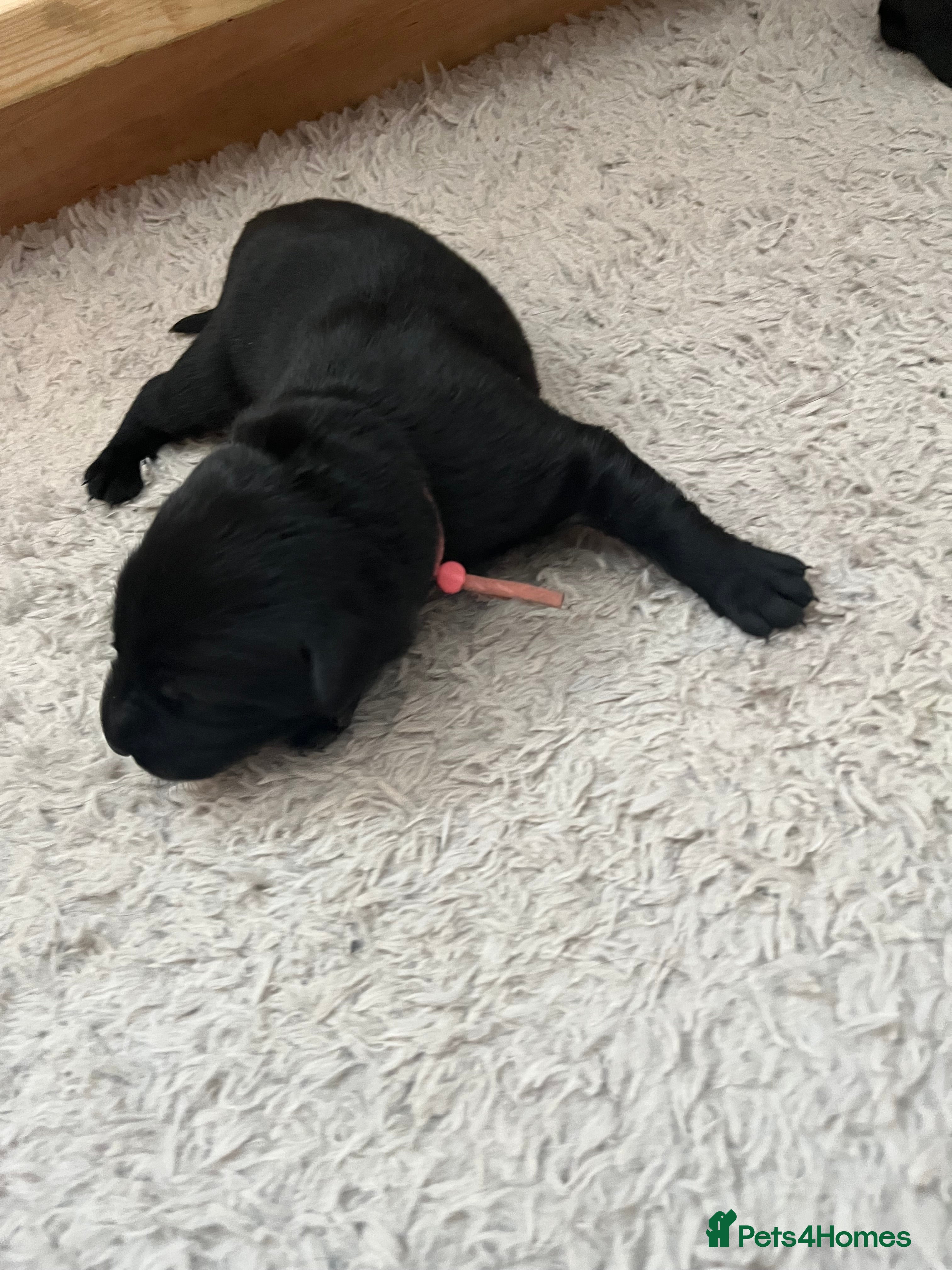 Labrador Retriever dogs Beautiful Labrador Retriever Puppies.  - Advert 2