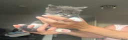 Maine Coon cats for sale: Gorgeous boys looking for their forever homes - Advert 5